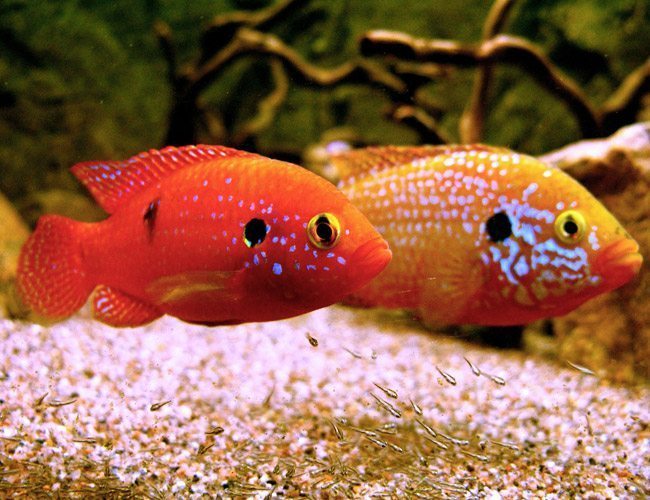 Hemichromis lifalili - Blood Jewel Cichlid