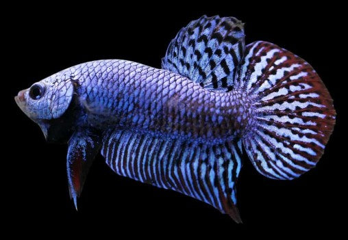 Alien betta