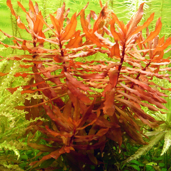 Ammania craussilis
