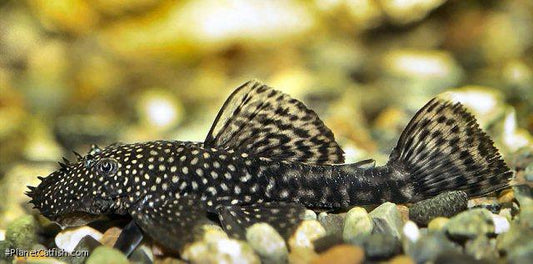 Bristlenose pleco (Ancistrus cirrhosus)