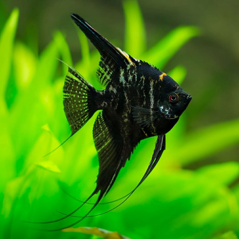 Marbled Angelfish ( Pterophyllum scalare )