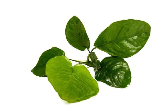 Anubias barteri sp. Broad leaf