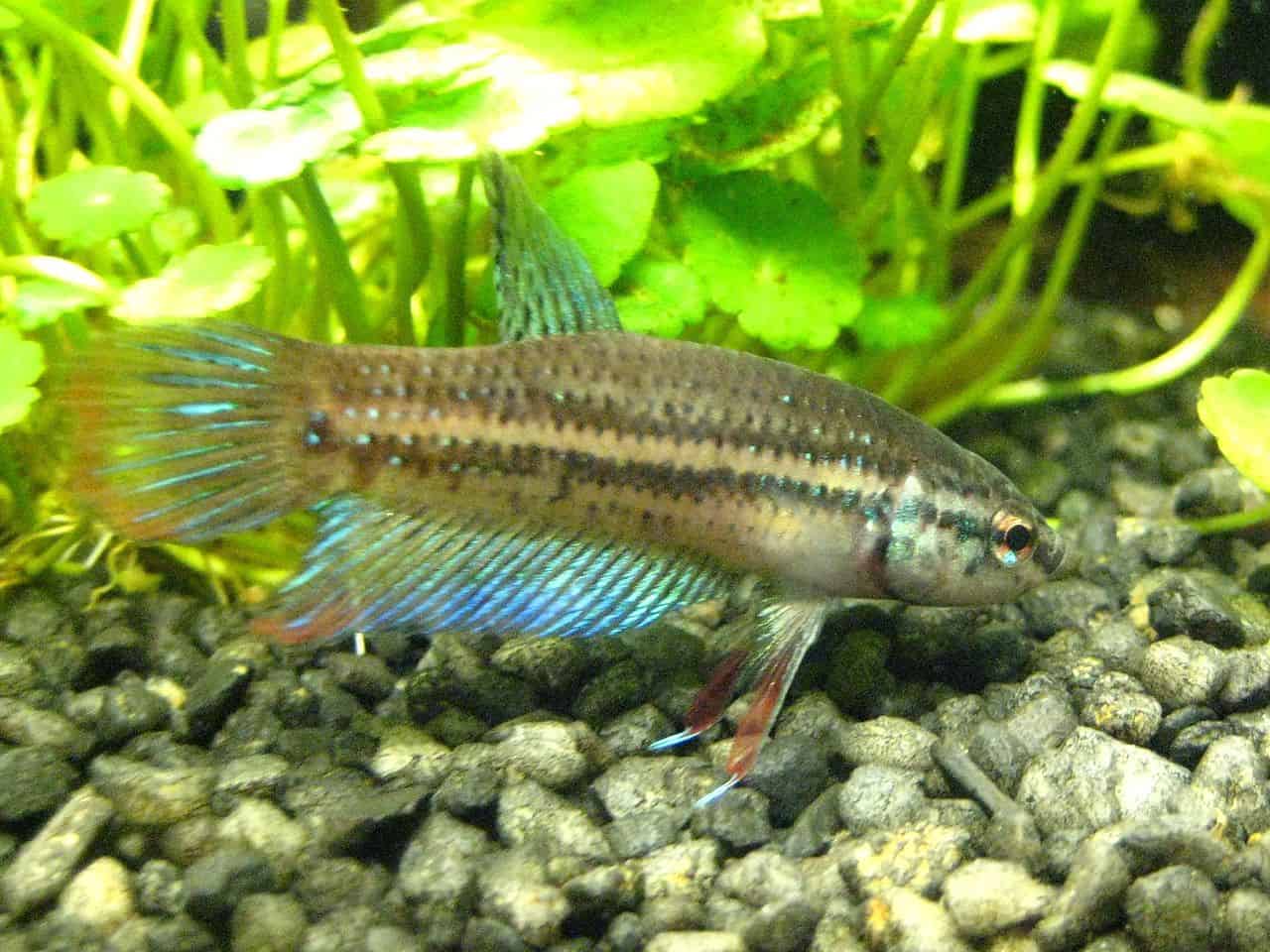 Hybrid blue imbellis (pairs)