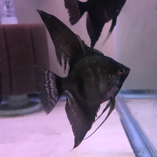 Black Angelfish ( Pterophyllum scalare )