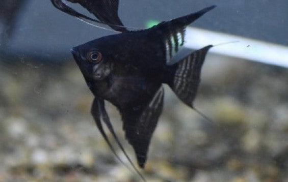 Black veiltail angelfish