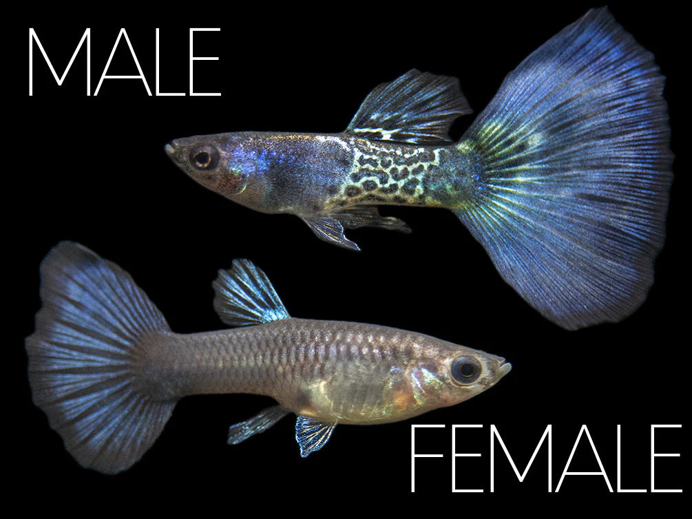 Metal Snakeskin Tail Guppy  (Pair)