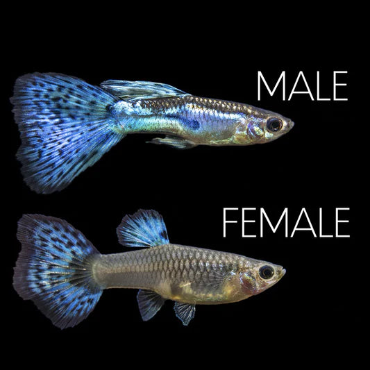 Japanese Blue Grass Guppy (pair)
