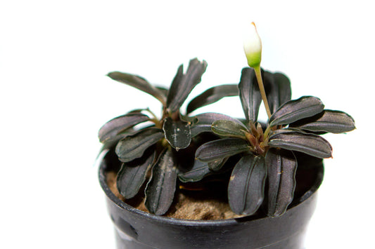 Bucephalandra sp. Kedagang Mini round