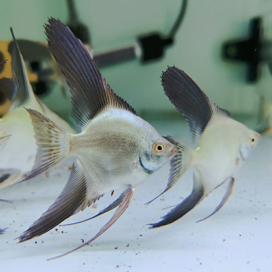 Bulgarian seal point Angelfish