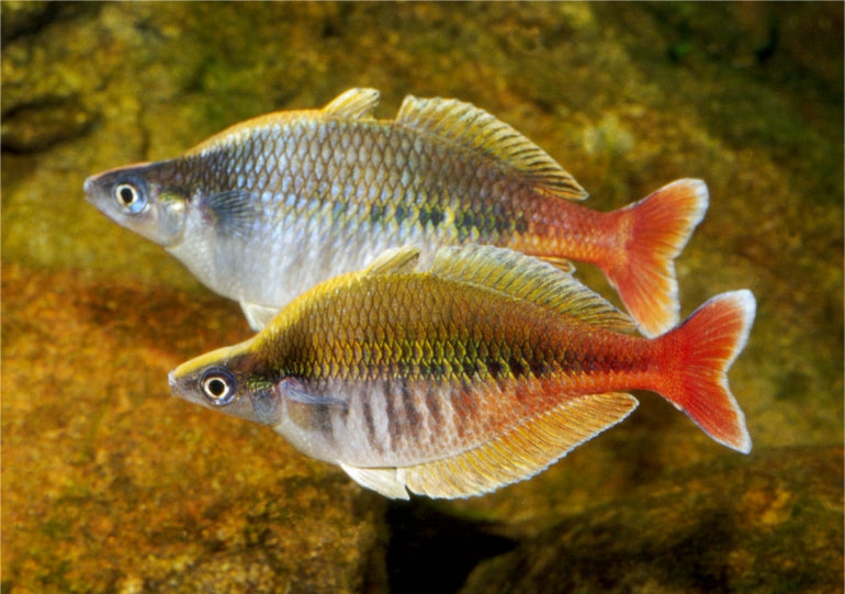 Bleiger Fish Bleher's Rainbowfish (Chilatherina bleheri) – Aquapets ( KowloonAquarium)