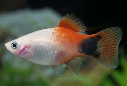 Tri-color  Micky Mouse Platy