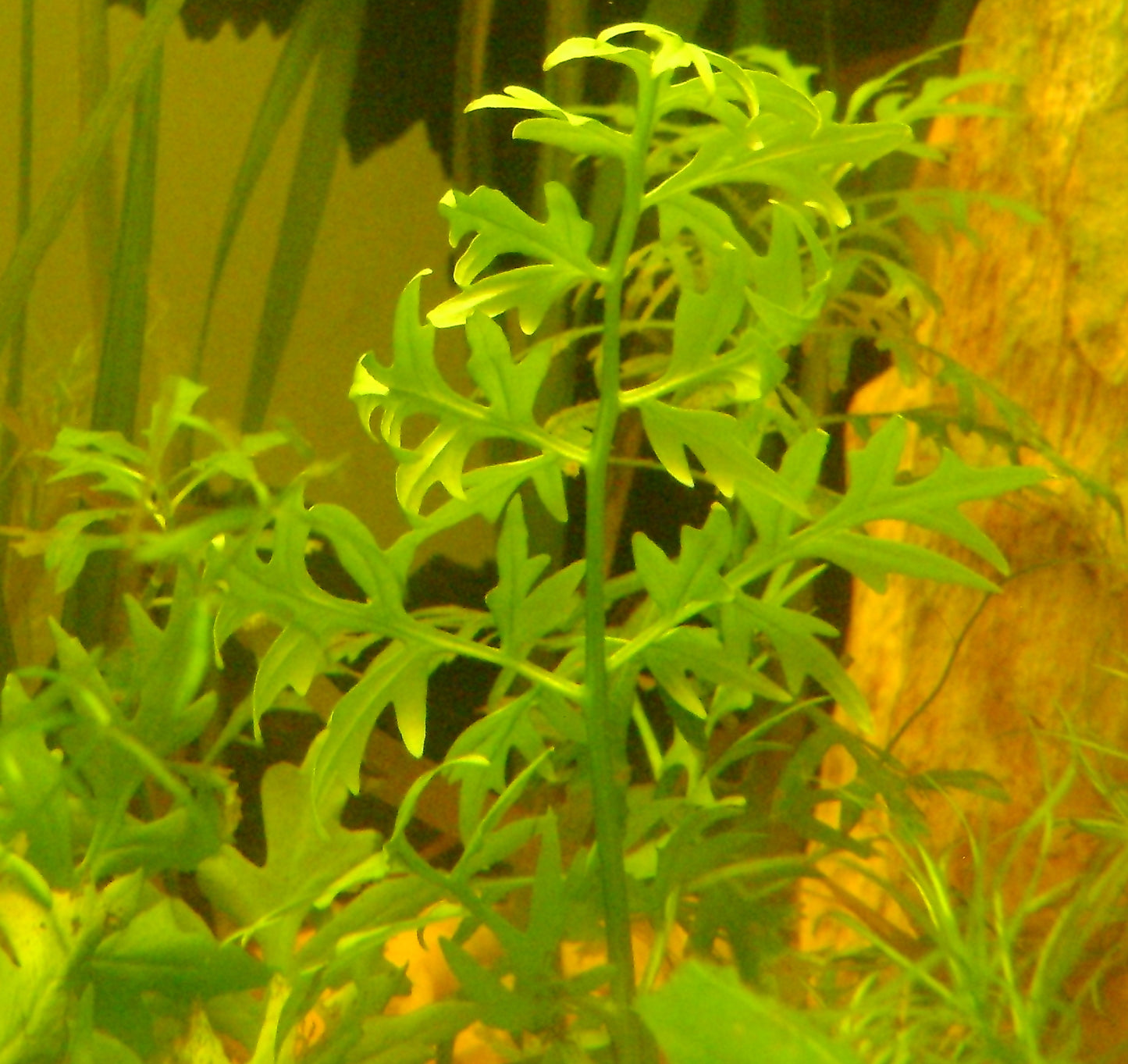 Ceratopteris cornuta - three lobed african fern