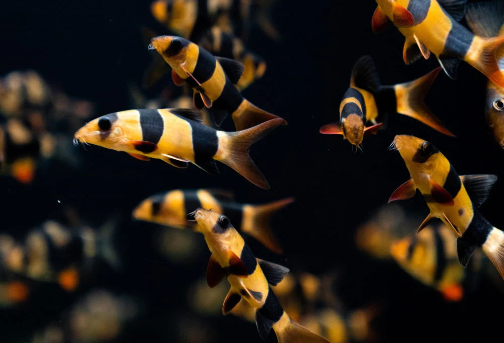 Clown loach (Botia macracantha )