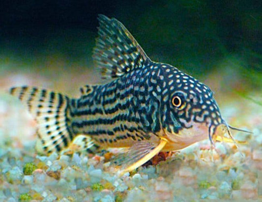 Sterbai Cory ( Corydoras Sterbai )