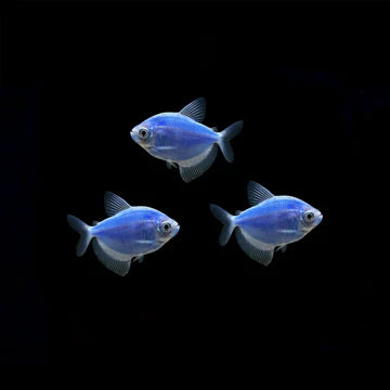 Color Skirt Tetra (	Gymnocorymbus ternetzi)