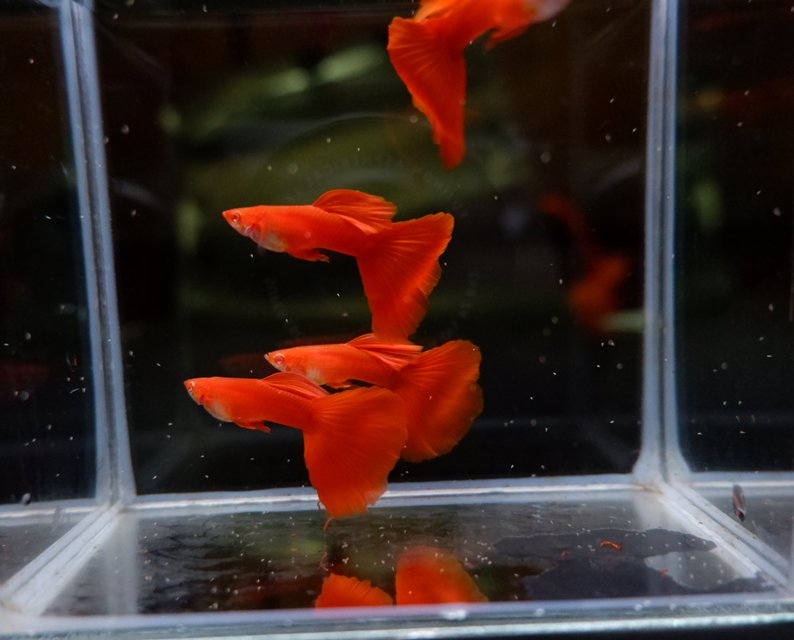 Flamingo Red guppy (pair)