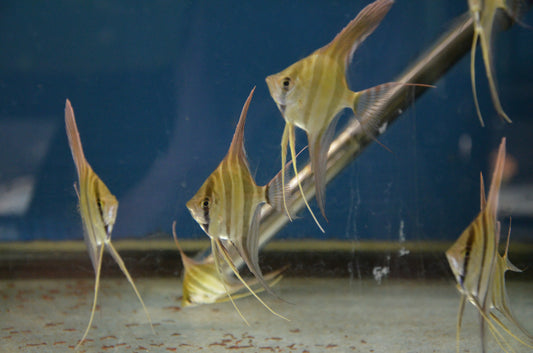 Atabapo Altum Angelfish (Wild Caught)