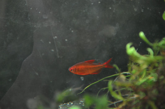 Cherry fin tetra(Wild Caught)- Hyphessobrycon sp. Cherry fin tetra