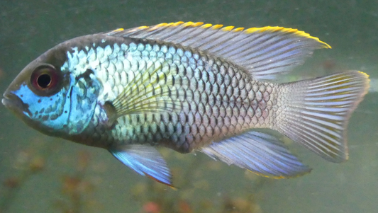 Electric blue acara