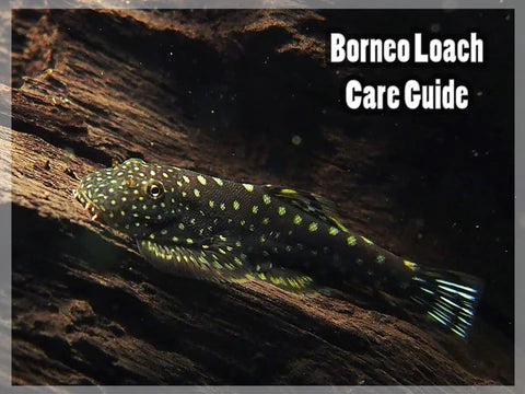 Borneo hillstream loach  (Gastromyzon ctenocephalus)