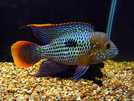 Green Terror (Andinoacara rivulatus)