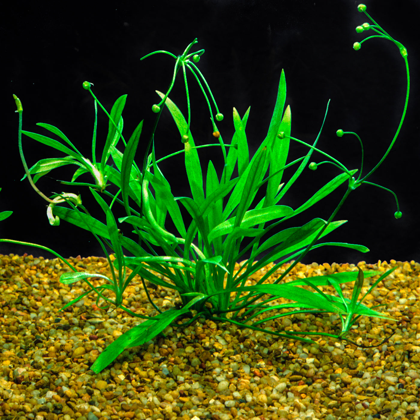 Helanthium tenellus