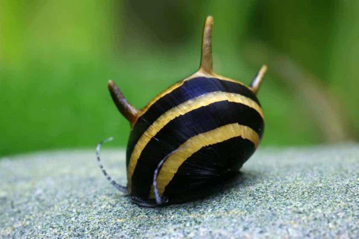 Mix Horned Snail (Clithon Corona)