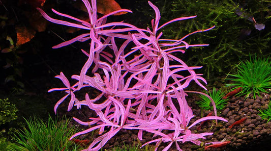 Hygrophila lancea araguaia pink lady