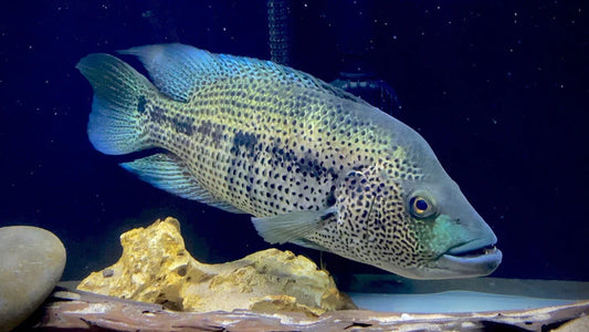 Dovii Cichlid (Parachromis Dovii)