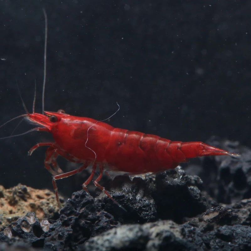 Bloody Mary Shrimp ( Neocaridina Davidi )