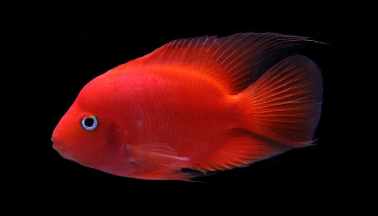 red King kong parrot (Cichlasoma var. 'parrot fish')