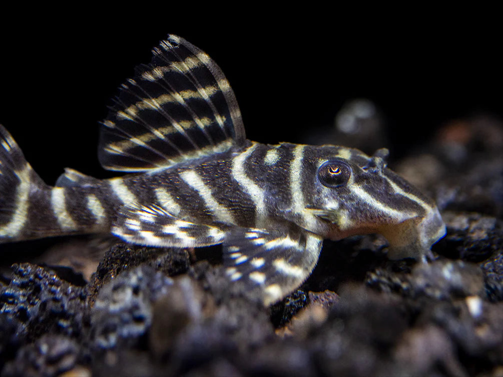 Mega clown pleco L340