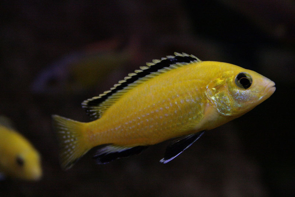 Lemon Yellow Lab (Labidochromis caeruleus)
