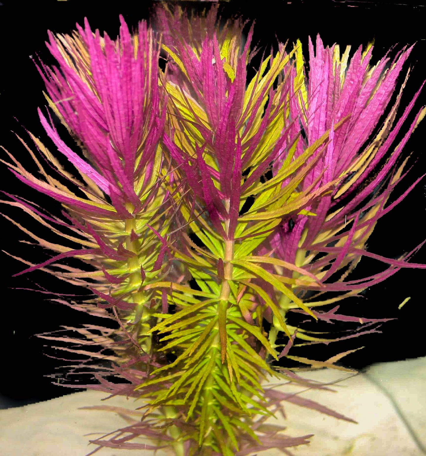 Limnophila Hippurodies