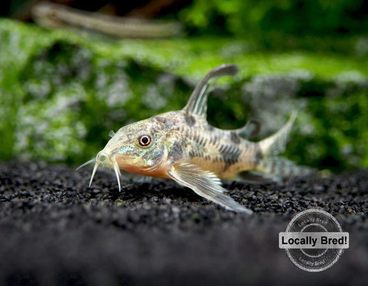 Hifin Peppered Corydoras (Corydoras Paleatus )