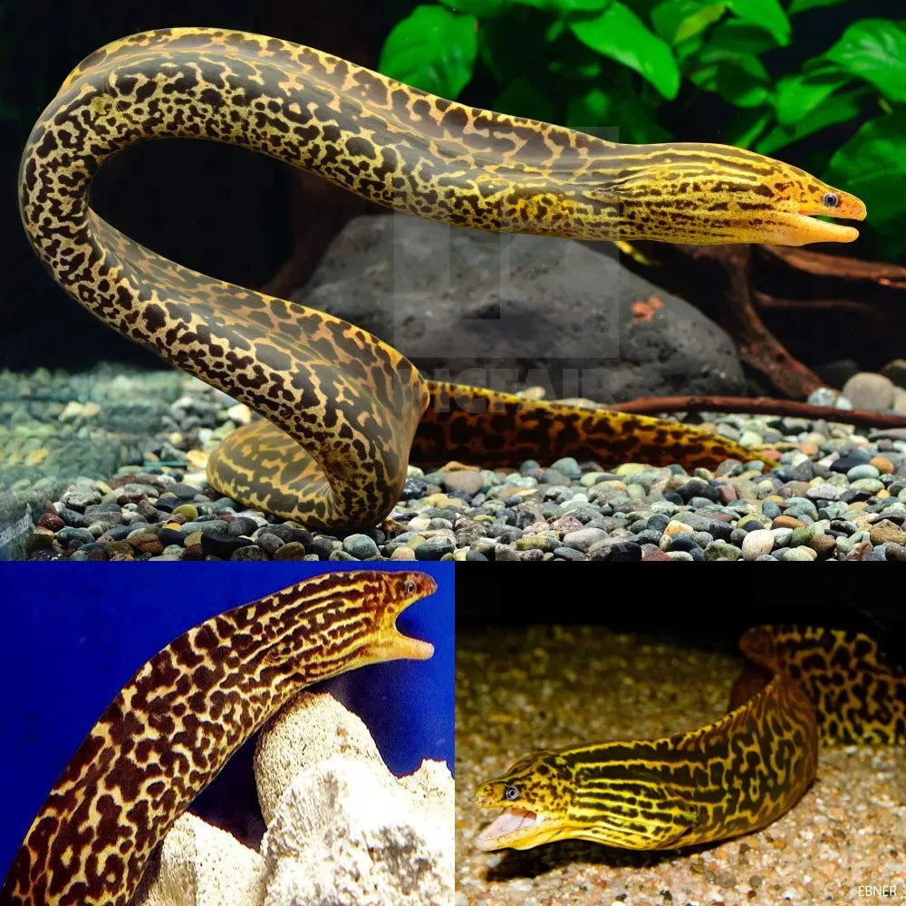 freshwater spotted leopard moray eel ( Gymnothorax polyuraodon )