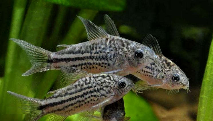 Corydoras Nanus