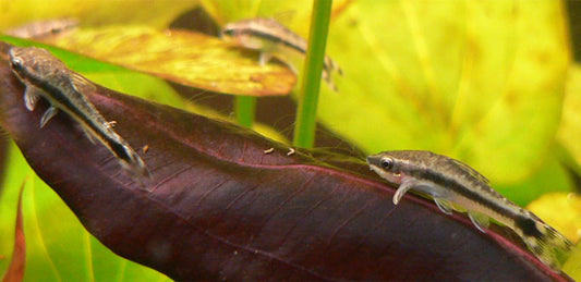 Oto Catfish (Otocinclus Vitata)
