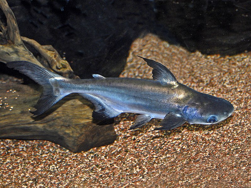 Emperor shark
