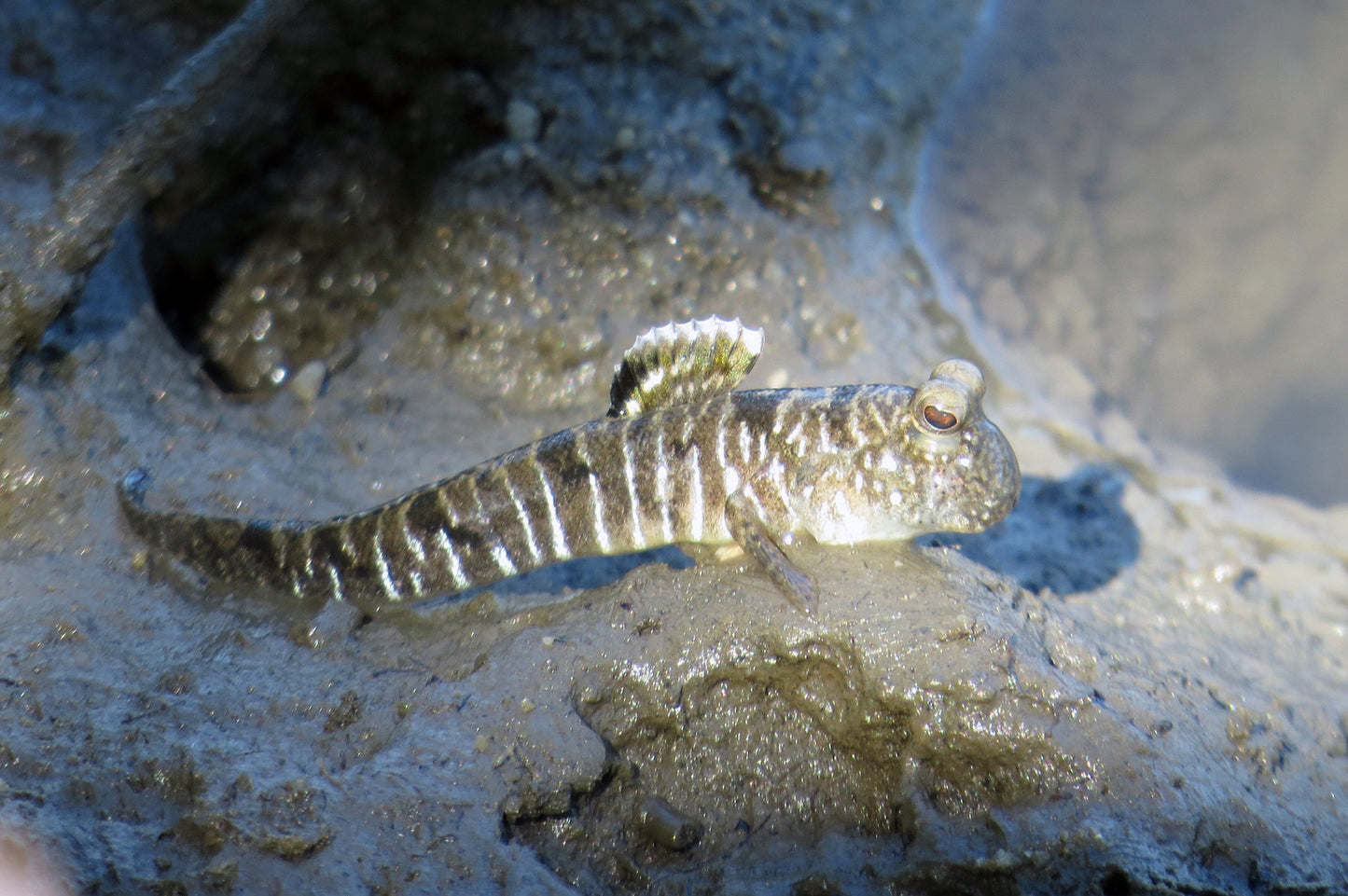 Mudskipper (Periophthalmus Gracilis )