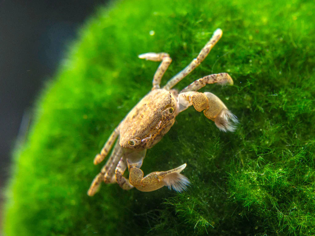 Pom Pom Crab (Ptychognathus Barbatus)
