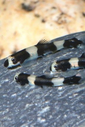 Panda loach -Yaoshania pachychilus