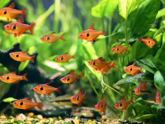 Red phantom tetra