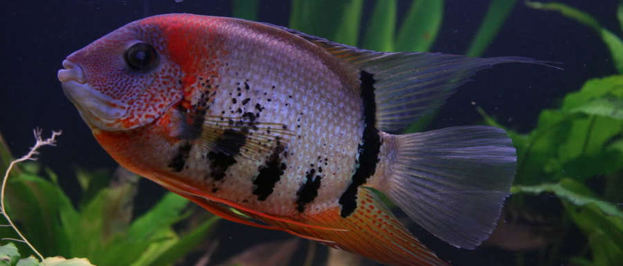 Red Shoulder Severum