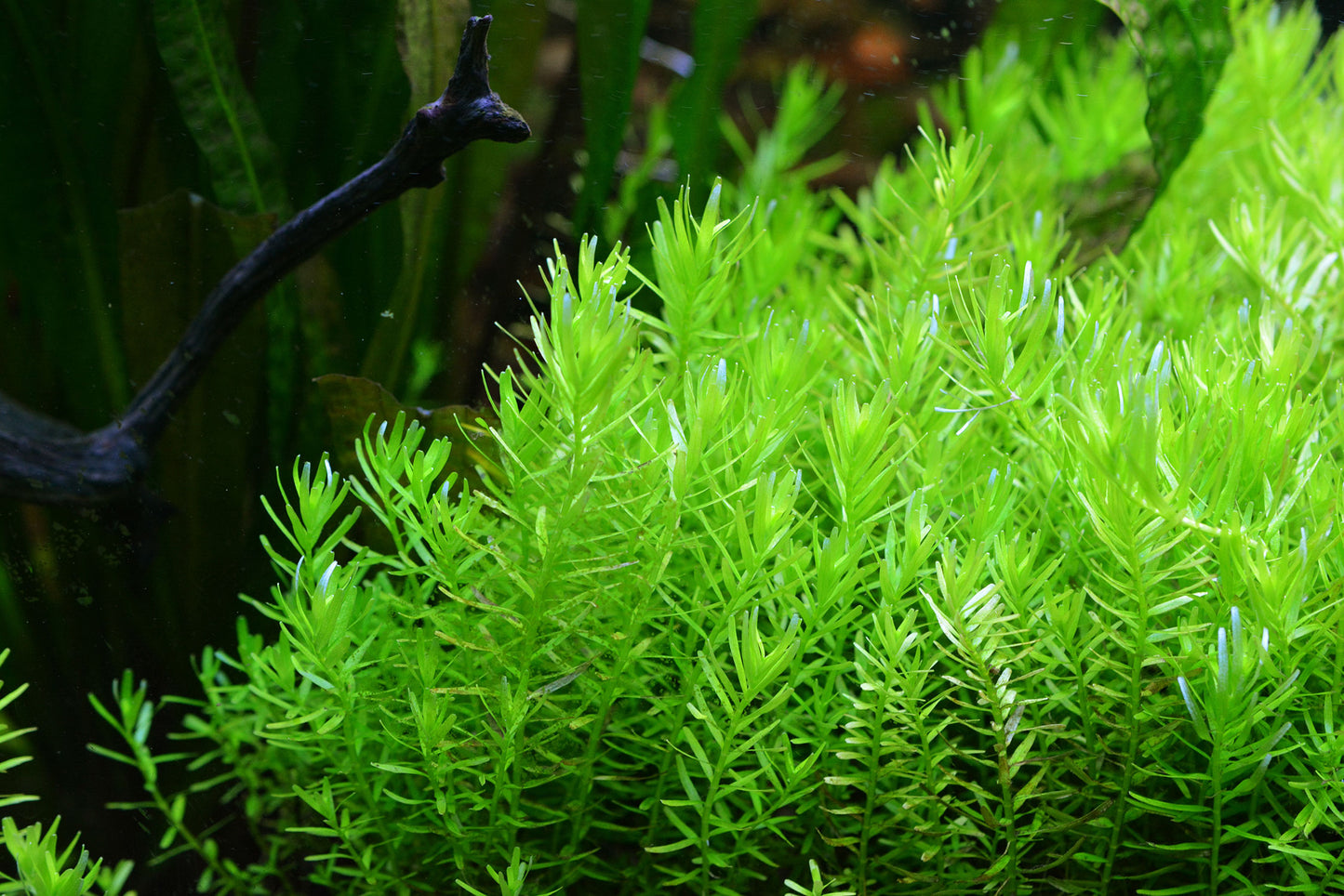 Rotala indica sp green