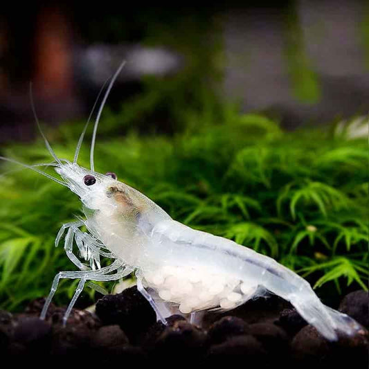 Snowball Shrimp (Neocaridina zhangjiajiensis )