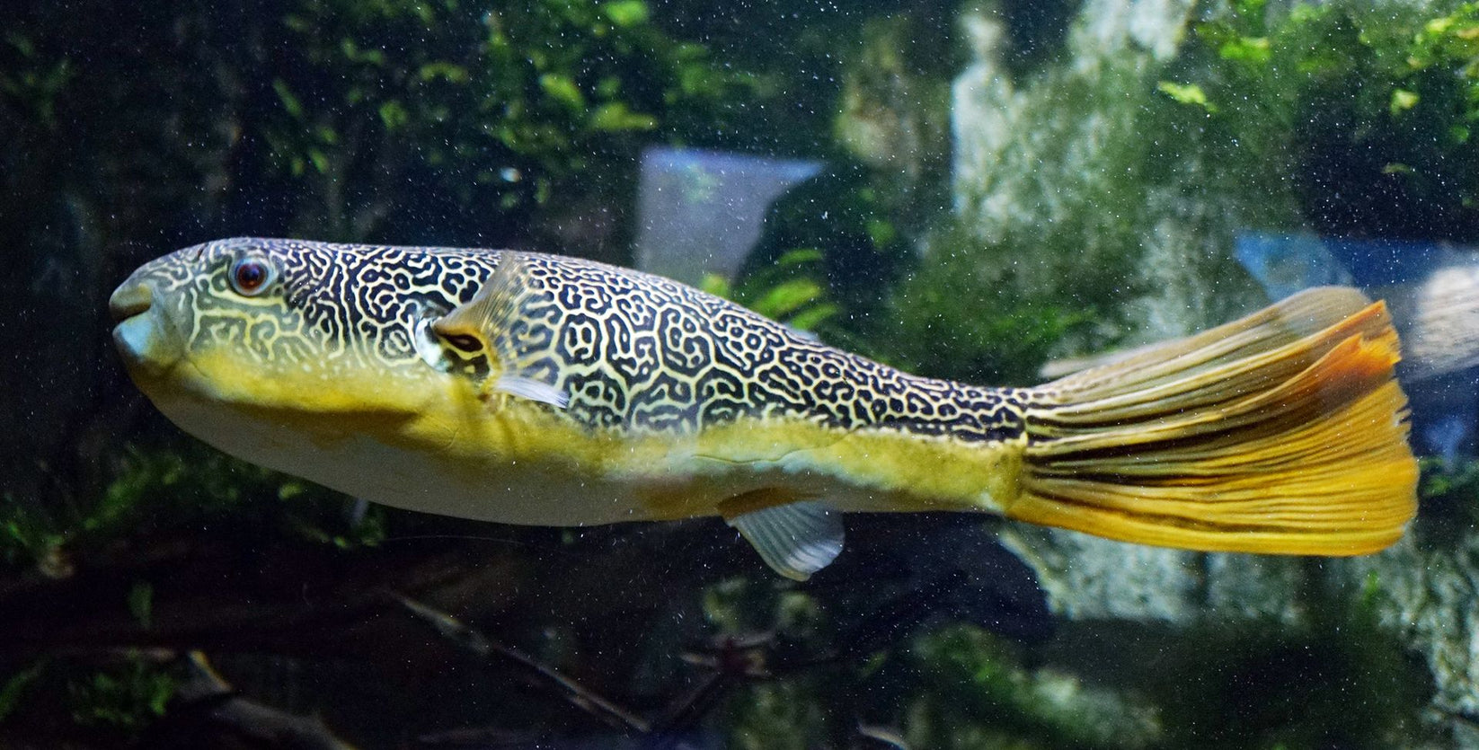 Tetraodon mbu Mbu Puffer Aquapets ( KowloonAquarium)