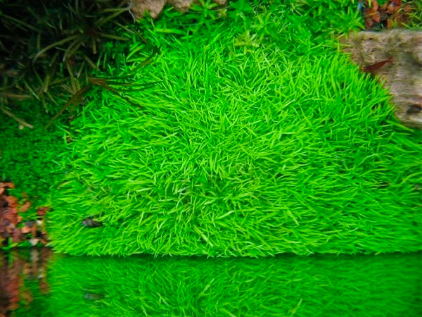 Utricularia Graminifolia T/C CUP