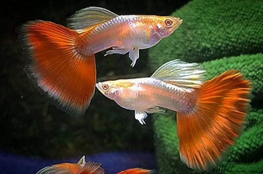 Albino Platinum Red Tail guppy (pair)