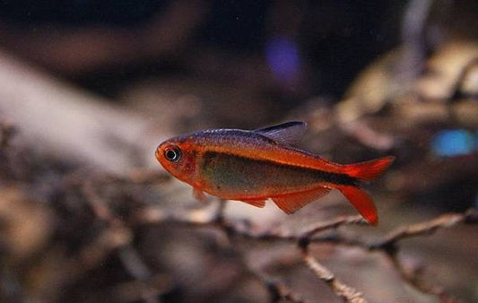 Fire ant tetra(Wild Caught) -Hyphessobrycon myrmex